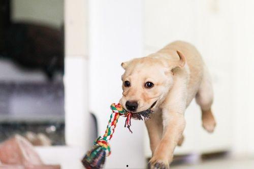 几只狗吃瓜图片,狗狗们的欢乐吃瓜时光