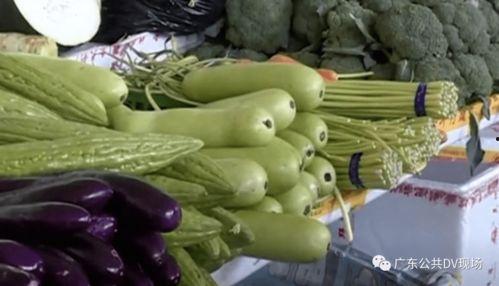 吃葫芦瓜觉得苦,葫芦瓜的苦涩滋味与独特魅力