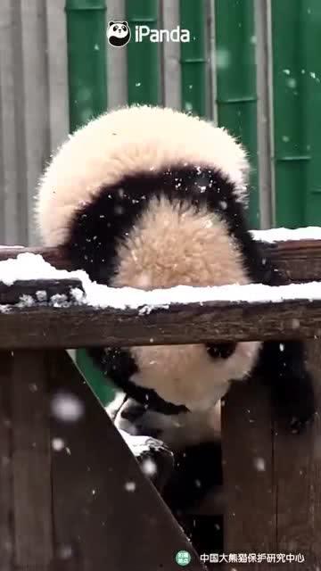 吃瓜小熊澳门,探秘美食与娱乐的奇幻之旅