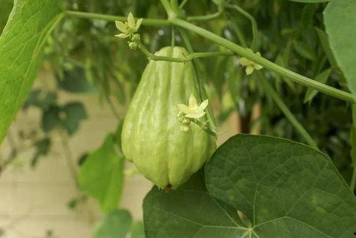 吃佛手瓜 好处,绿色食补,健康生活新选择”