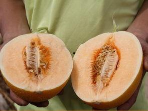 吃瓜蜜瓜一块吞进进去了,瓜中滋味尽享