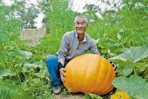 胃痛可以吃瓜么,瓜类食物的适宜与禁忌