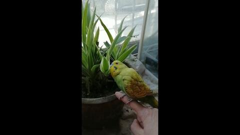 黄小鸡吃瓜,黄小鸡的瓜田奇遇记