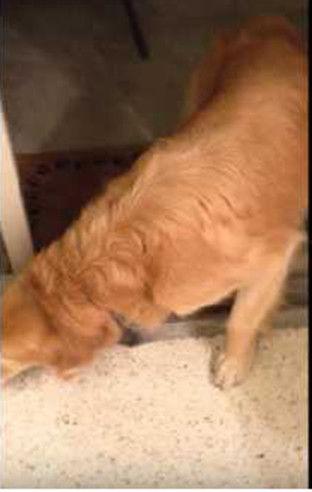 吃瓜群众狗子妈视频,揭秘娱乐圈幕后故事