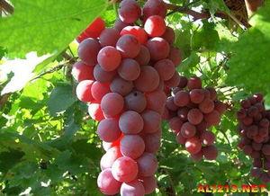 名侦探葡萄吃瓜,揭秘神秘案件的甜蜜真相