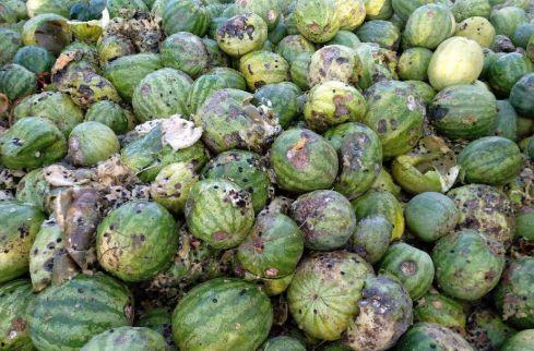 只吃籽不吃瓜的瓜,揭秘只吃籽不吃瓜的神秘瓜类