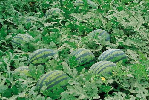 集宁师范吃瓜,一场校园吃瓜大事件的背后真相