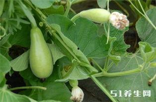 吃瓜长期,揭秘网络舆论场的幕后真相