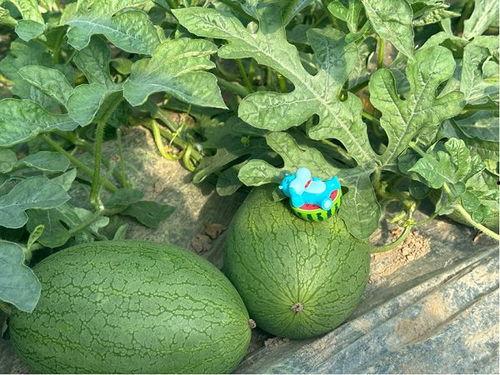 新瓜不断吃瓜,吃瓜群众狂欢盛宴