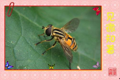 吃瓜小蜜蜂,揭秘娱乐圈那些事儿