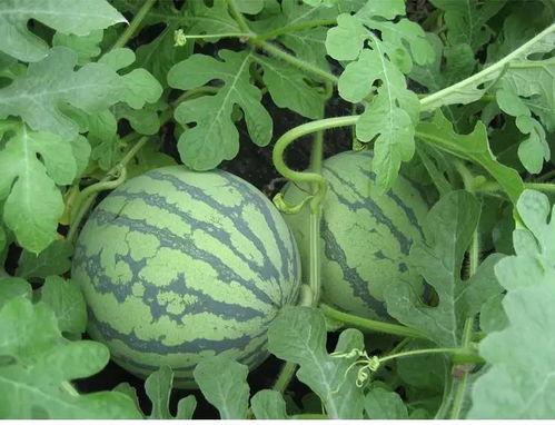 琳琅吃瓜完结,一场娱乐圈的狂欢盛宴落幕