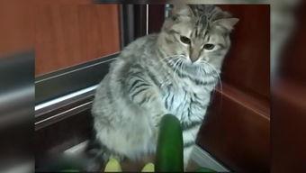 小猫吃瓜画,萌态十足引网友热议