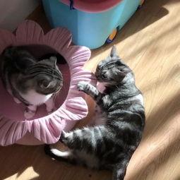 吃瓜喵贴纸,趣味横生的萌宠生活瞬间