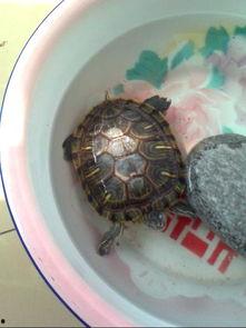 乌龟吃角瓜吗,它们会吃角瓜吗？