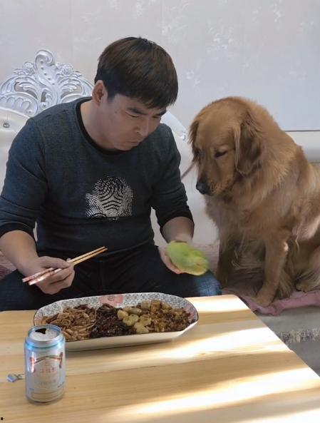 上海吃瓜金毛,揭秘网红宠物的魅力与争议