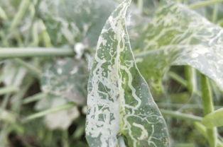 树叶白姨吃瓜,树叶白姨的瓜田奇遇记