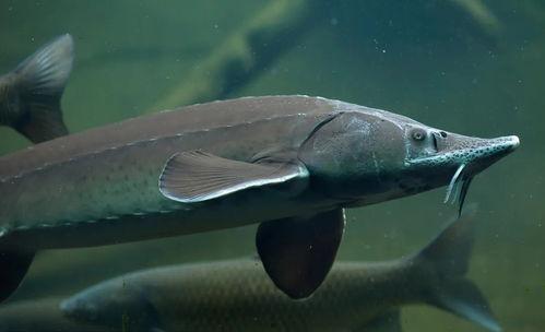 吃瓜系统鱼幼薇,吃瓜系统中的美食探索之旅