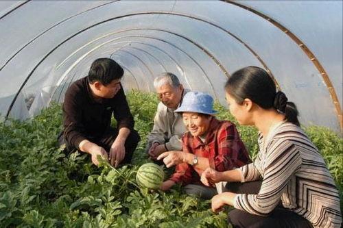 王老乡吃瓜,王老乡的瓜田奇遇记