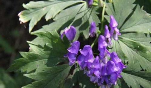 吃乌头可以吃瓜