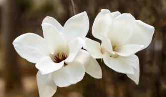 绒花玉兰吃瓜,揭秘吃瓜背后的文化现象