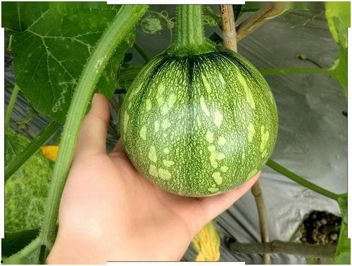 小产后可以 吃瓜吗,瓜类水果的食用指南